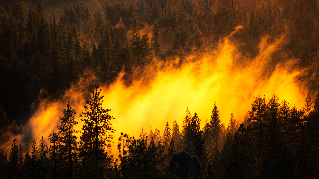 горит лес, пожар в лесу