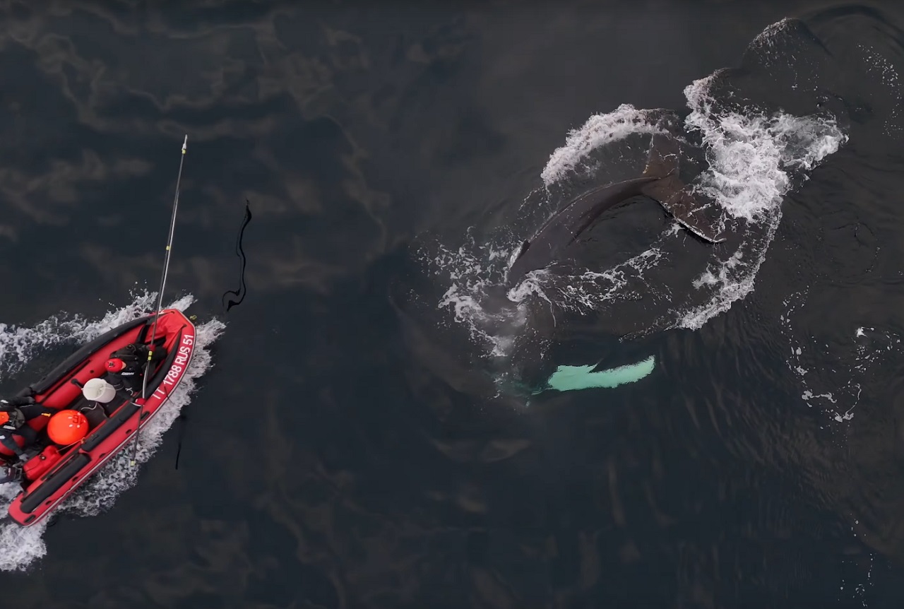 Краснокнижного кита Станислава вызволили из сетей в Баренцевом море
