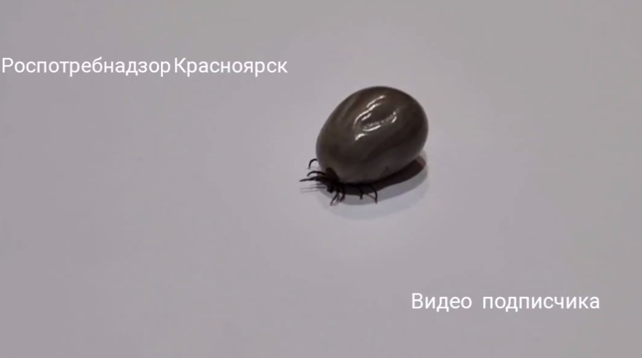 насосавшийся крови клещ