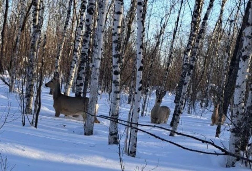 Косули Минприроды край