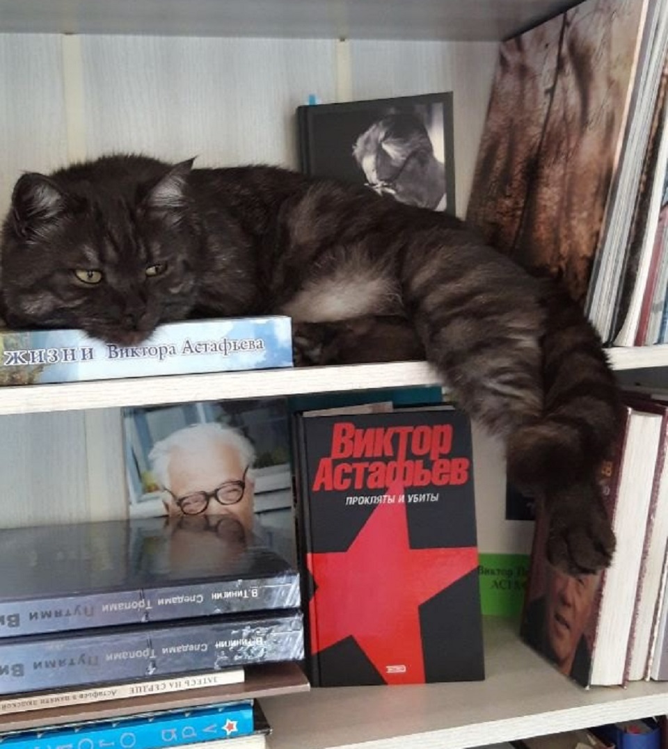 Мог забрать кто-то из туристов: в красноярской Овсянке потерялся библиотечный кот