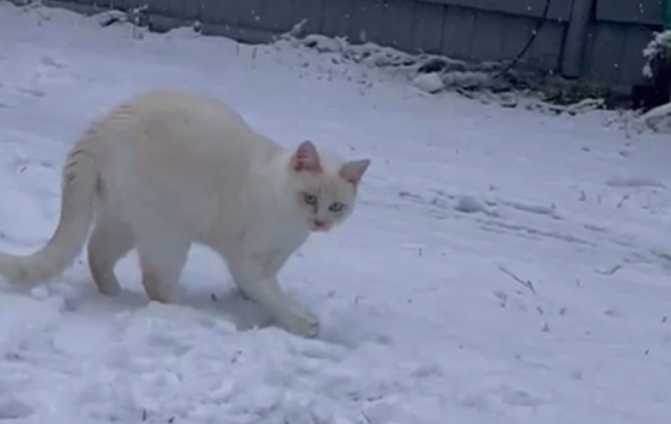 кот катает снеговика
