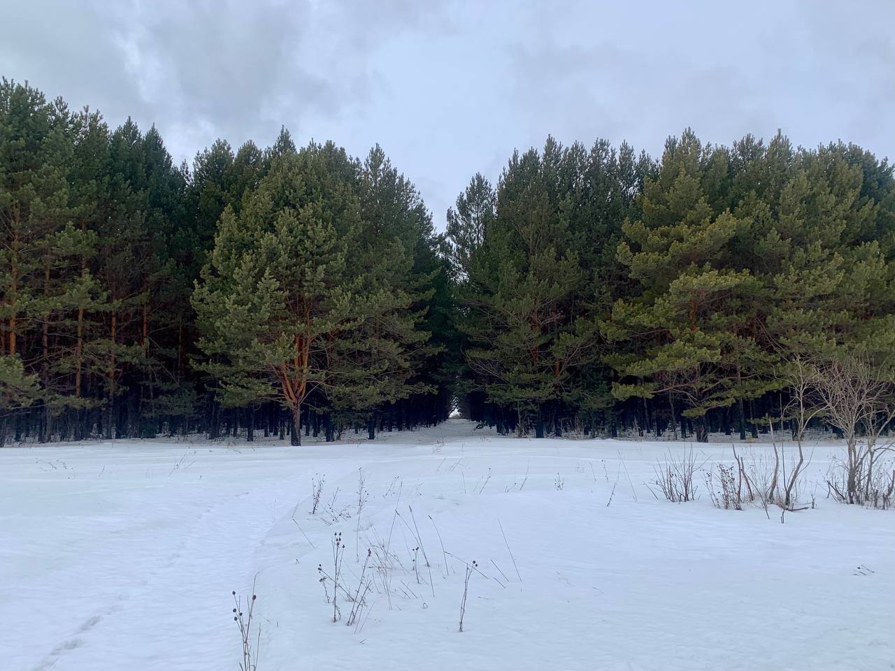 зимний сосновый лес в снегу