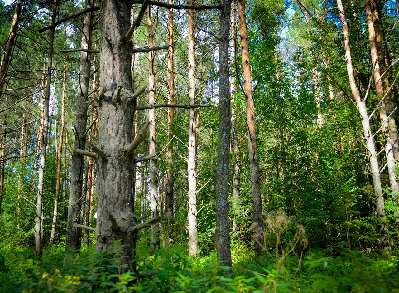 Лес и деревья