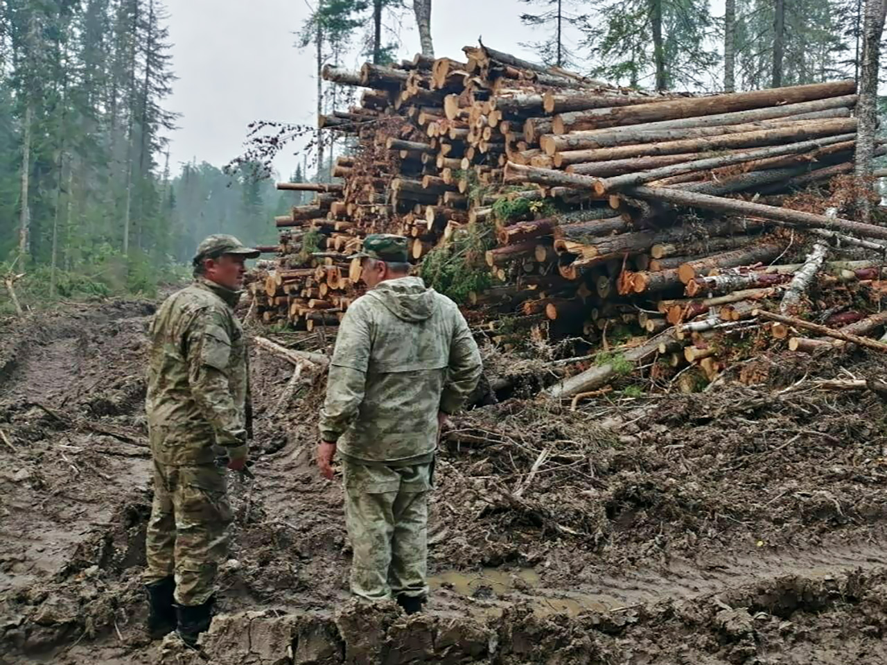 Заготовка леса в Красноярском крае