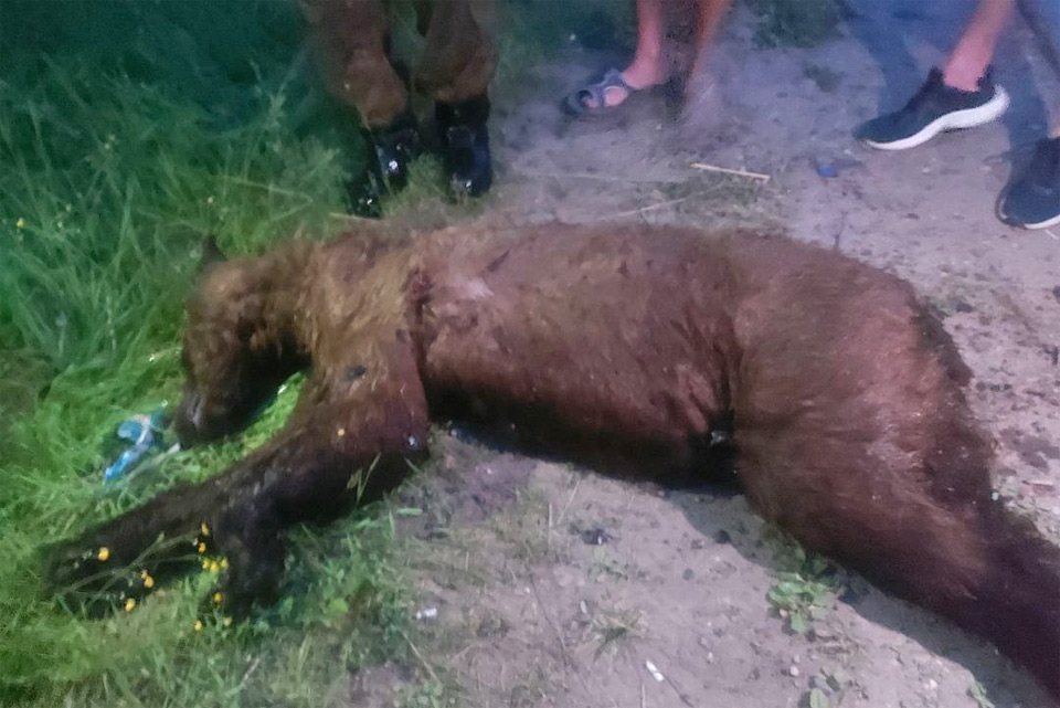 В Лесосибирске застрелили замеченного на улицах города медведя