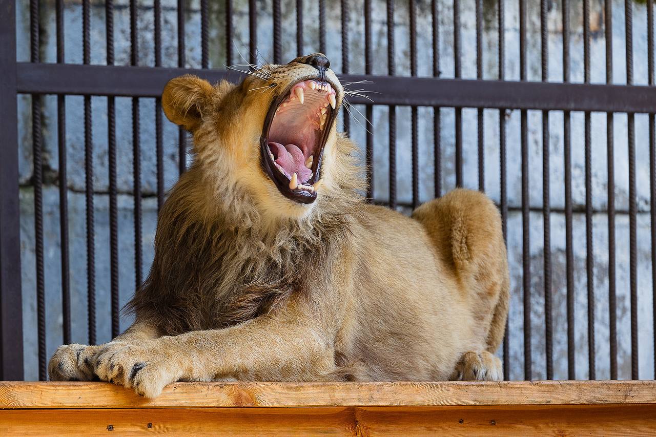 В красноярском зоопарке выпустили в вольер львенка из Барнаула