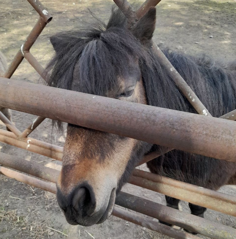 Ипподром «Мустанг» с истощенными лошадьми под Красноярском оштрафовали