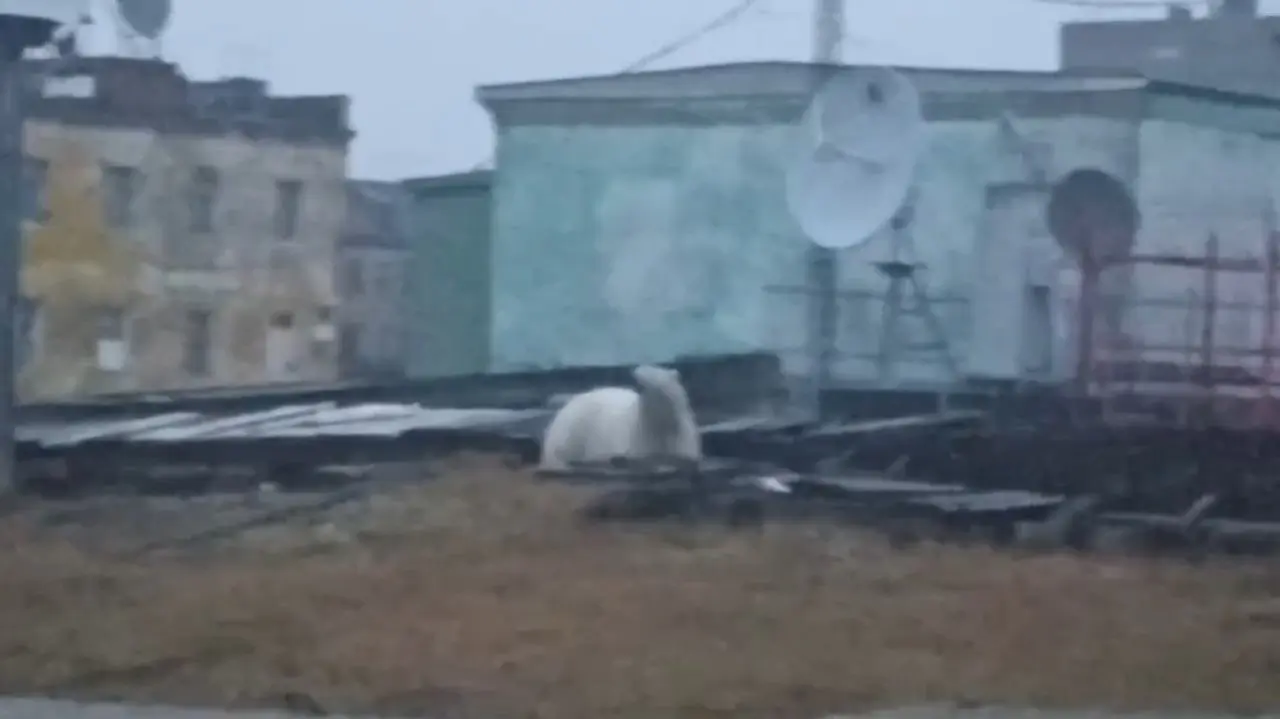 Белый медведь в поселке Диксон