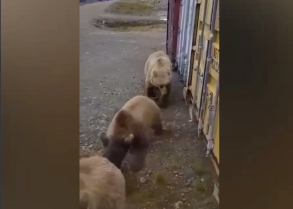 медведи в Дудинке