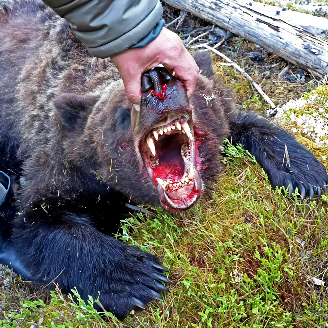 Медведь в Ергаках