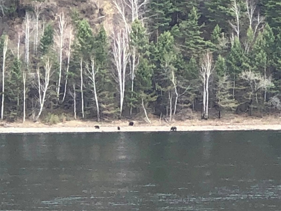 В горах напротив города живет семейство медведей