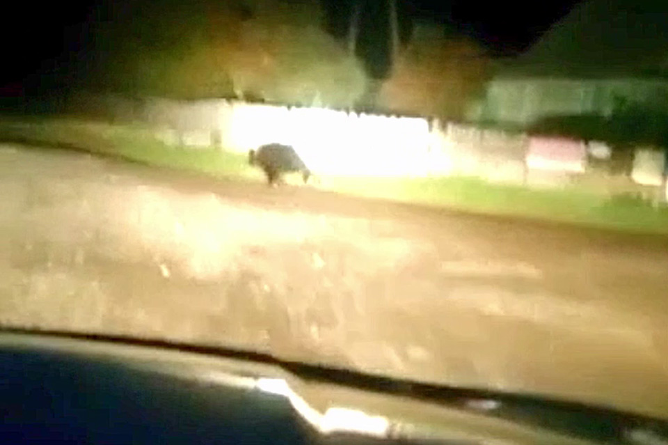 Медведь в Лесосибирске был замечен дачниками на машине. Они не растерялись и погнали его подальше от людей и построек