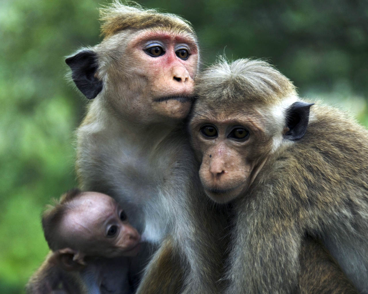 Семья из обезьян