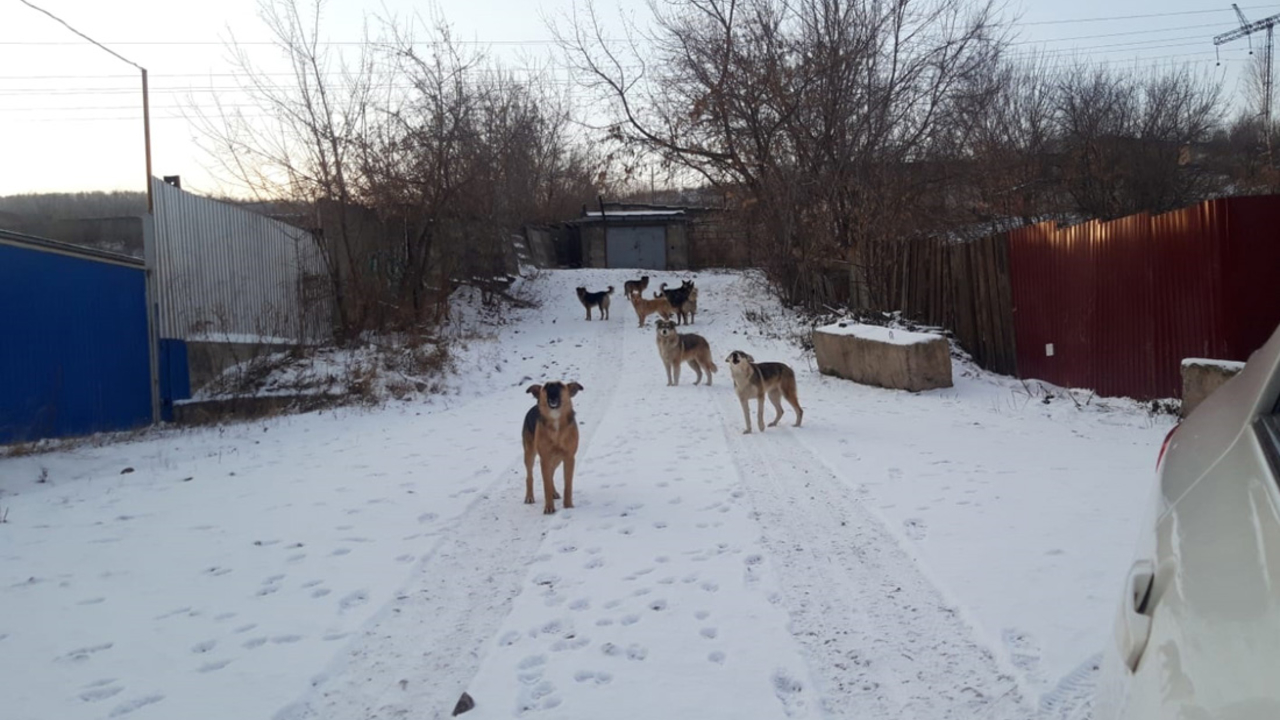 К лету 2023 года в Красноярске выяснят численность бездомных собак