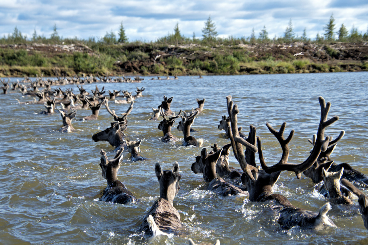 Северные олени переплывают реку на севере Красноярского края