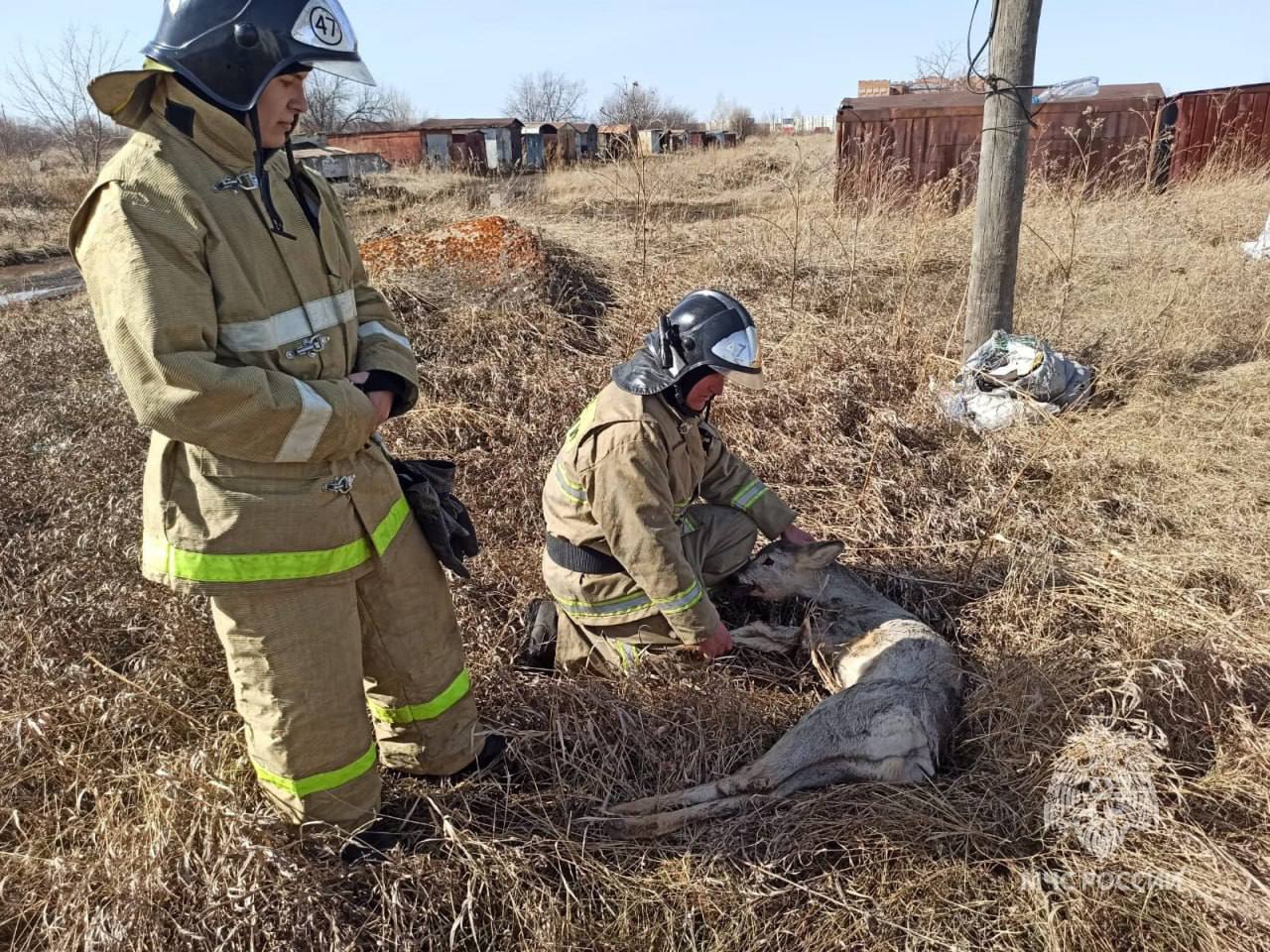 В Красноярском крае косуля забрела в город и была спасена сотрудниками МЧС