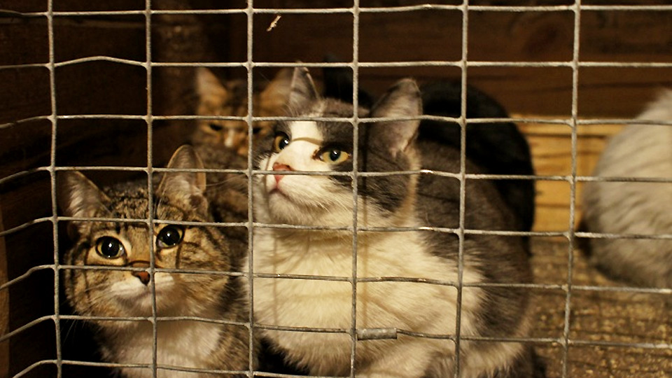 Кошачий приют - кошки в клетках