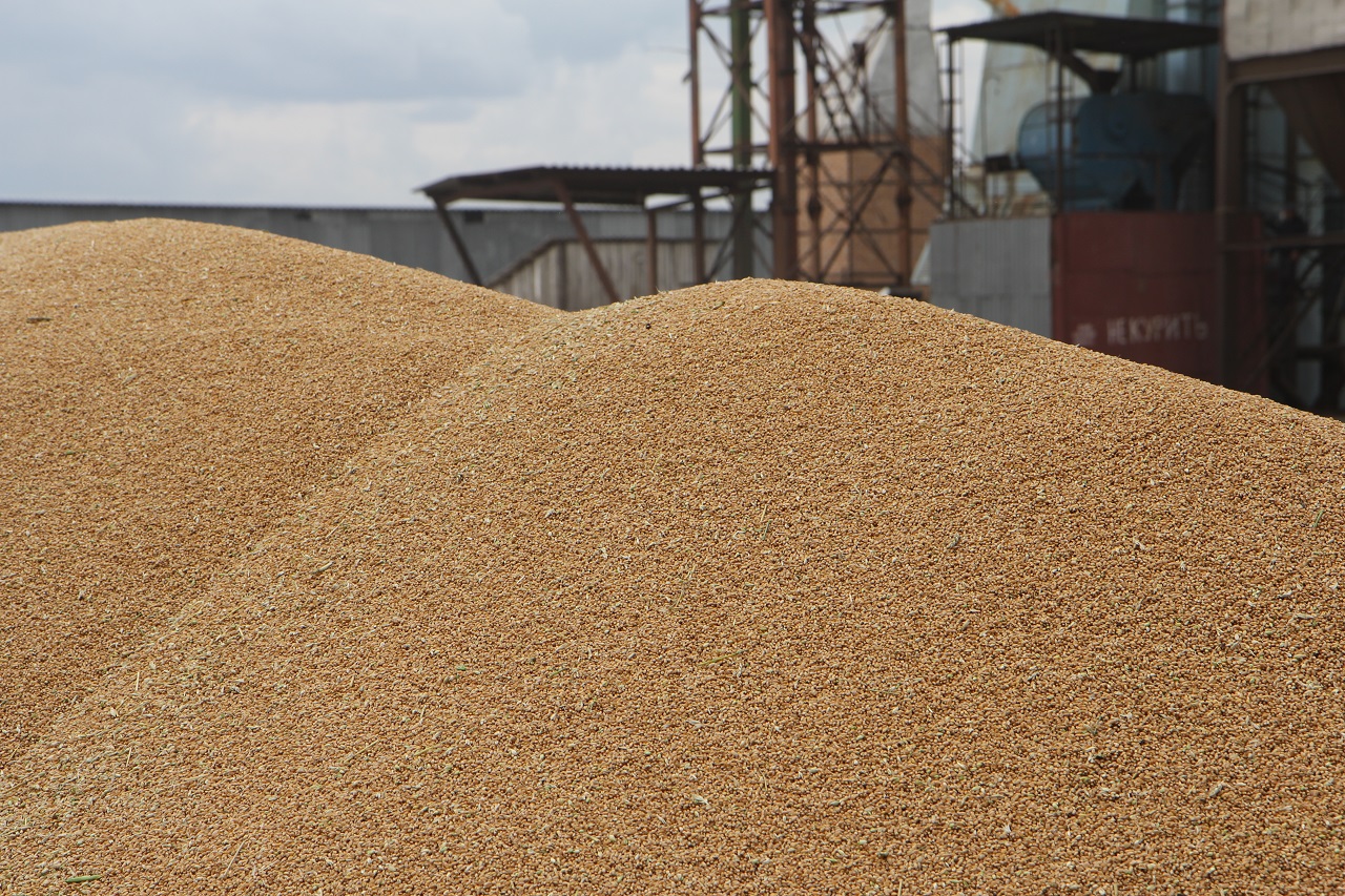 Красноярский край нарастил экспорт зерна и масличных культур на 20%