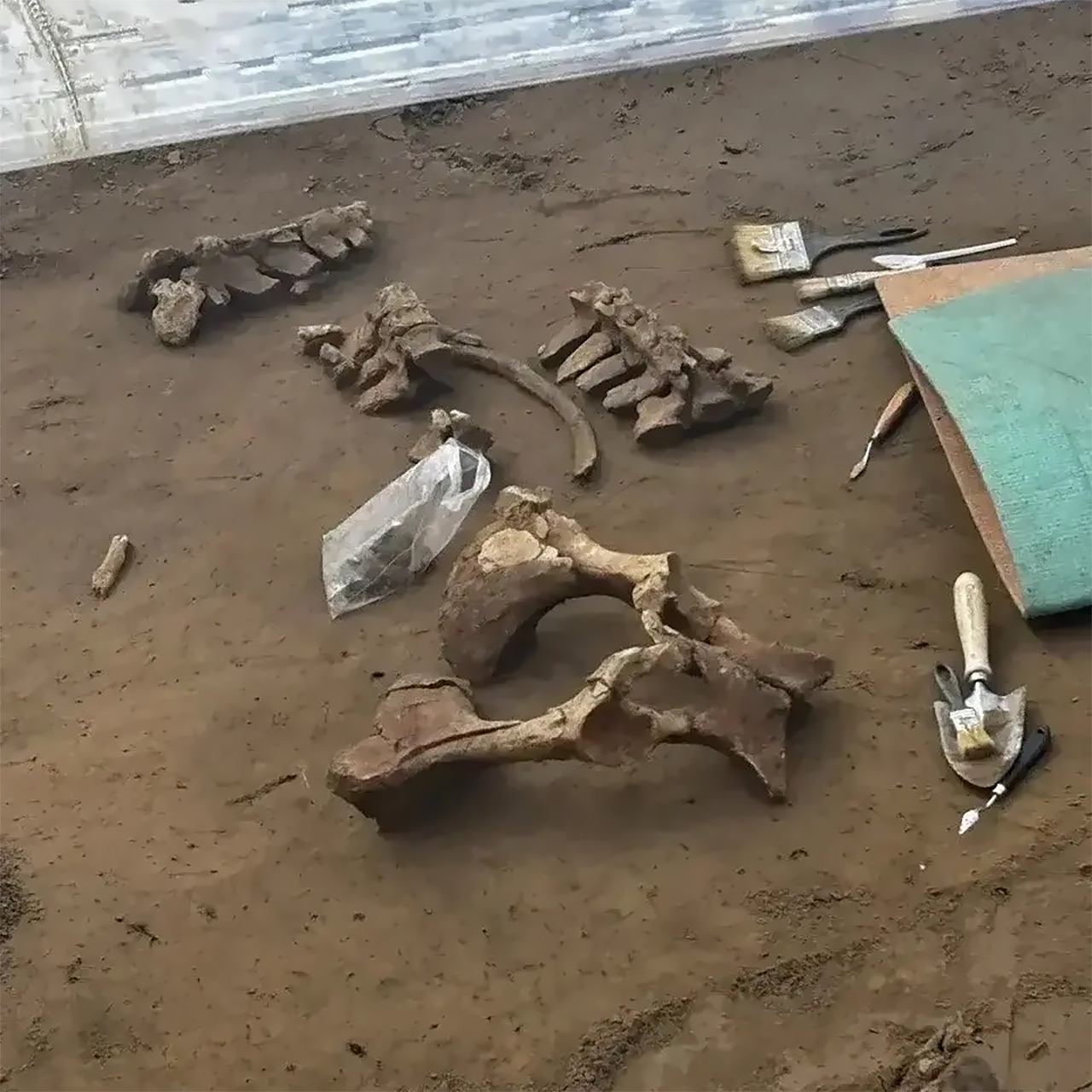 Кости, найденные на территории монастыря