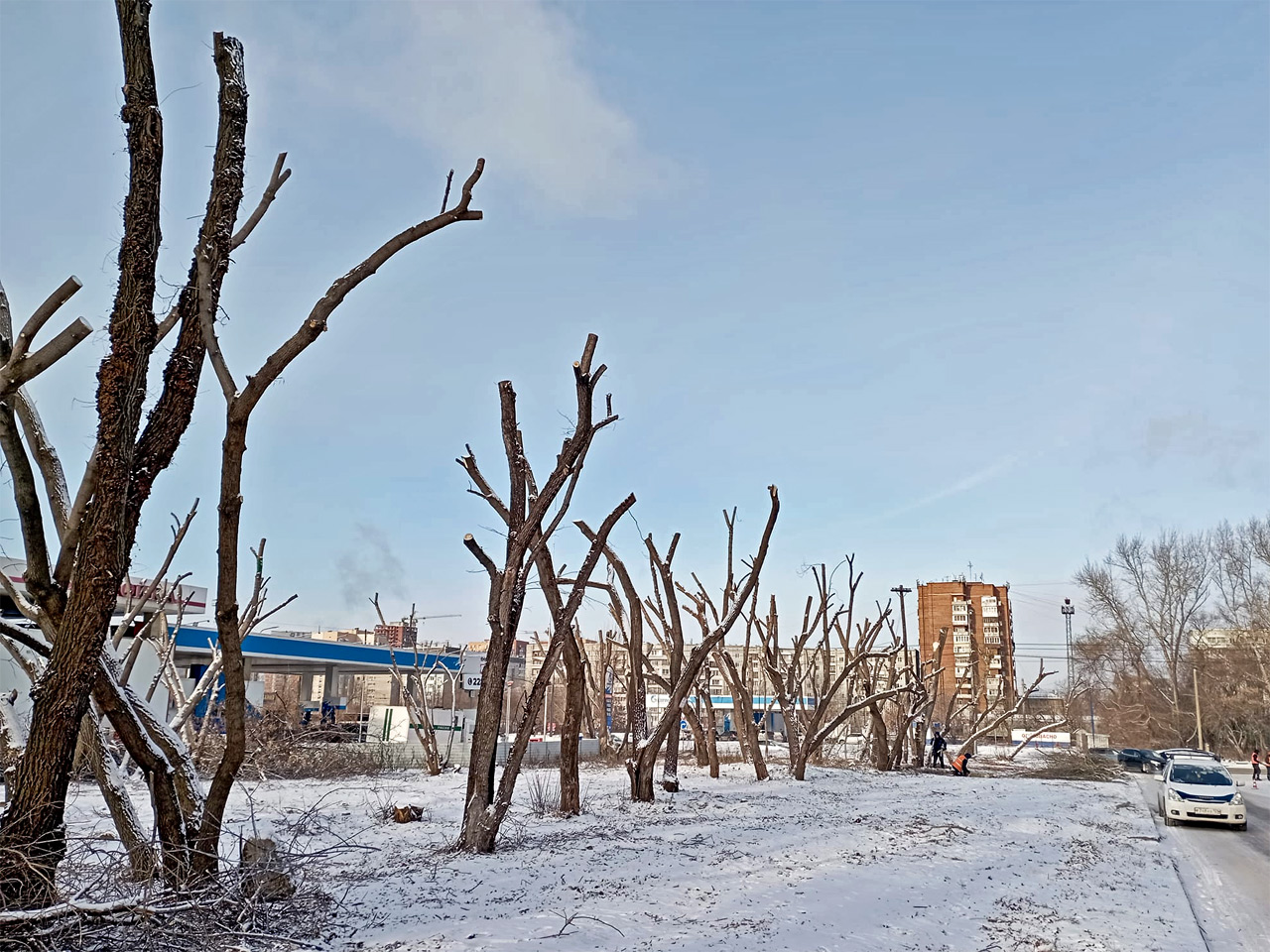 Деревья обрезали в Красноярске