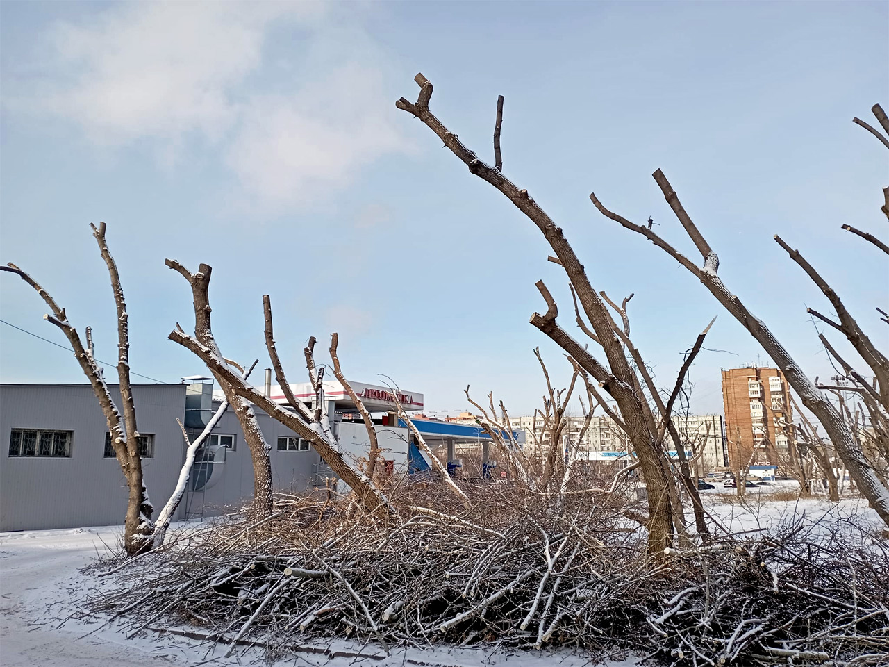 Обрезанные в Красноярске деревья