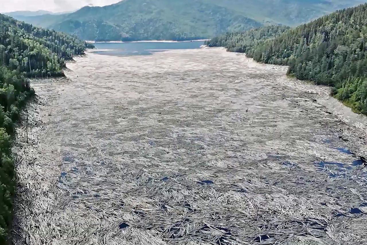 Затопленный лес на Саяно-Шушенском водохранилище