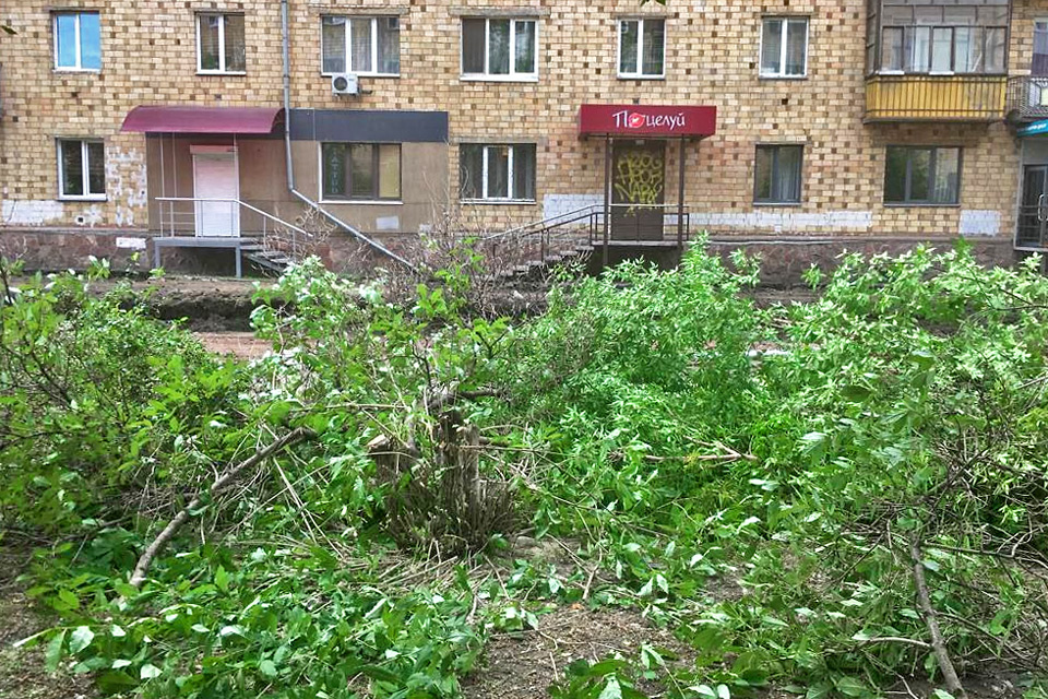 Спил деревьев в Красноярске