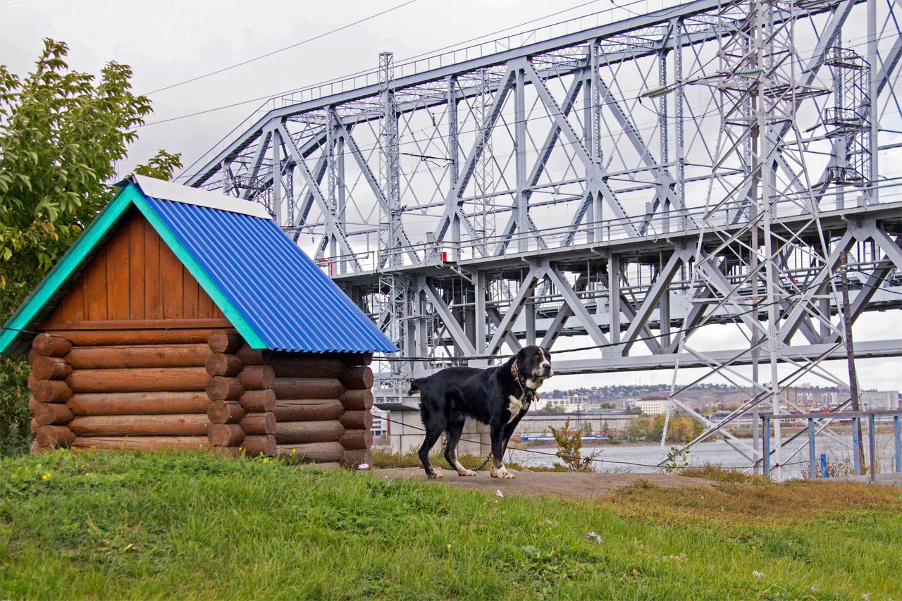 Собака охраняет железнодорожный мост в Красноярске