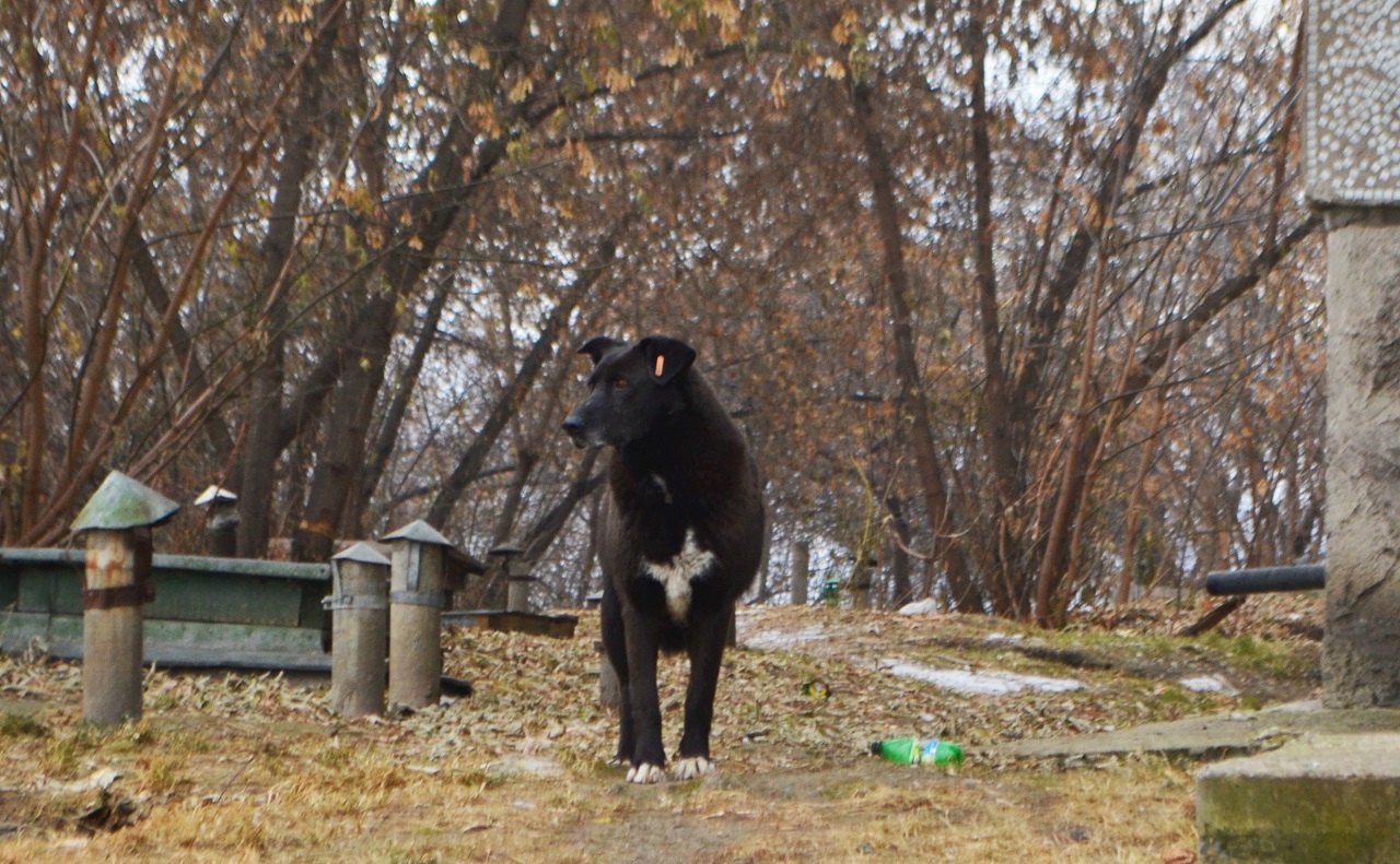 Собака на улице