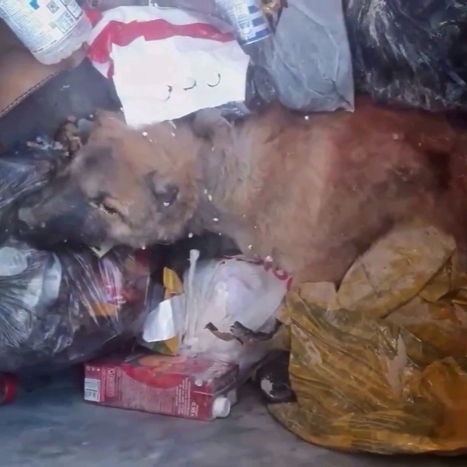 Собака лежала среди мусора и в перевернутом контейнере и нику не могла или не хотела убежать