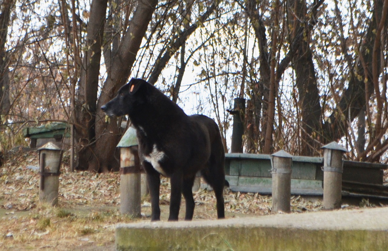 Собака на улице