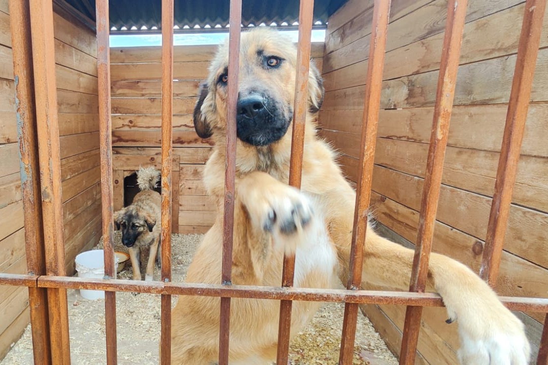 собака в вольере в приюте