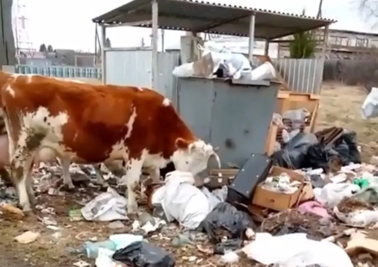 Тасеево мусорный коллапс