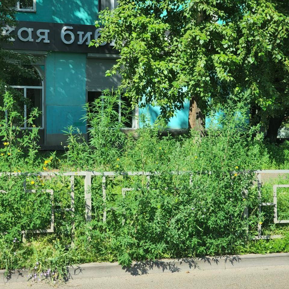 Красноярск зарос: экс-мэр Еремин попенял на неопрятный город