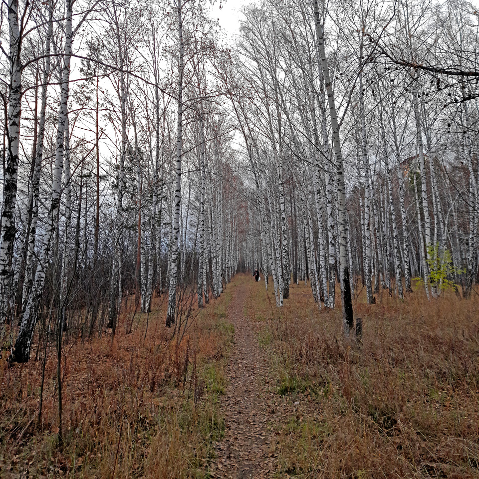 Красноярского медведя заметили в Академгородке