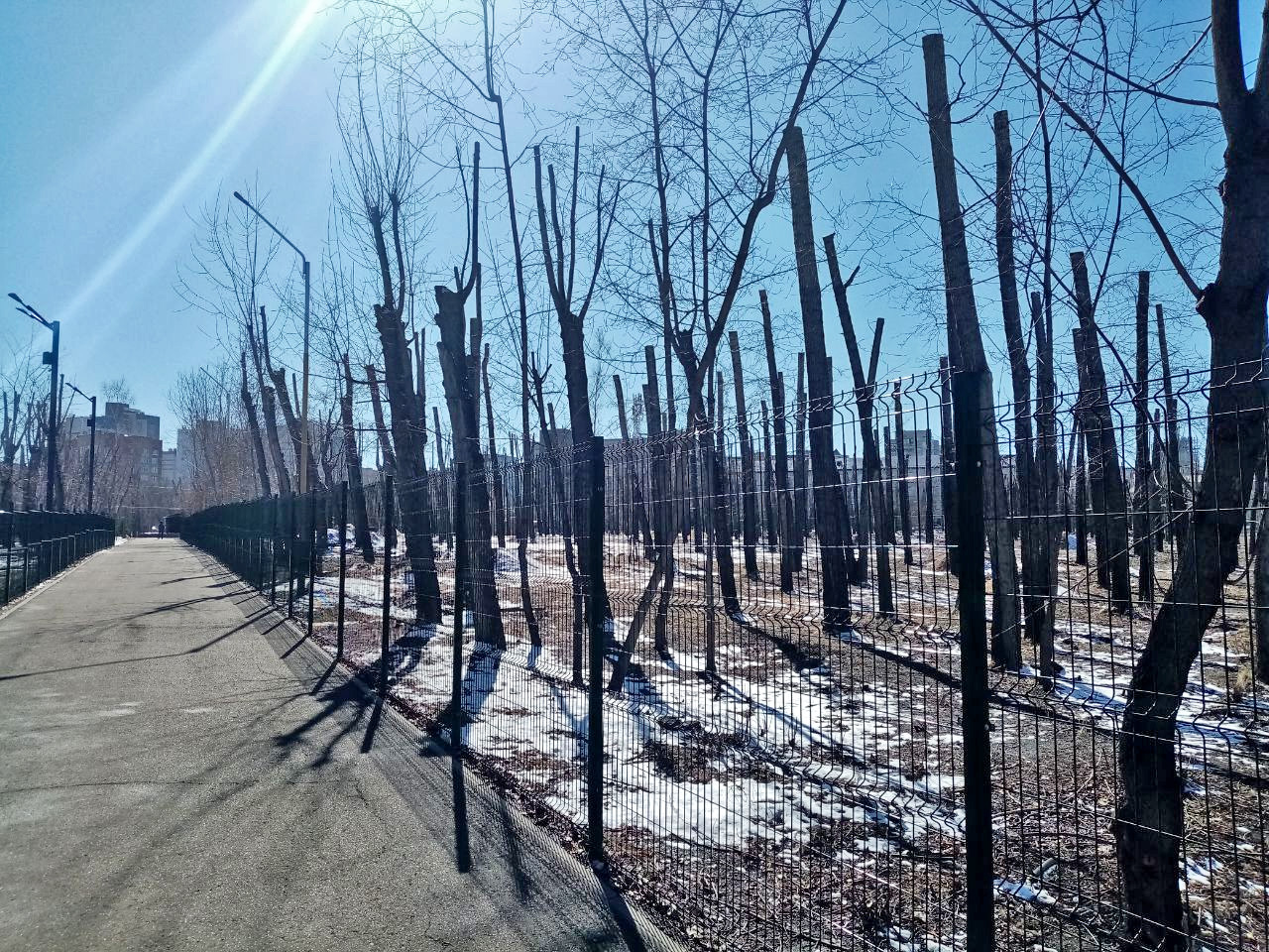 За сотни тополей, которые умрут через 5 лет, руководству парка насчитали всего 50 тыс. рублей