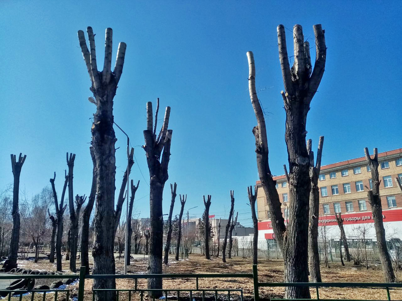 деревья в красноярске фото