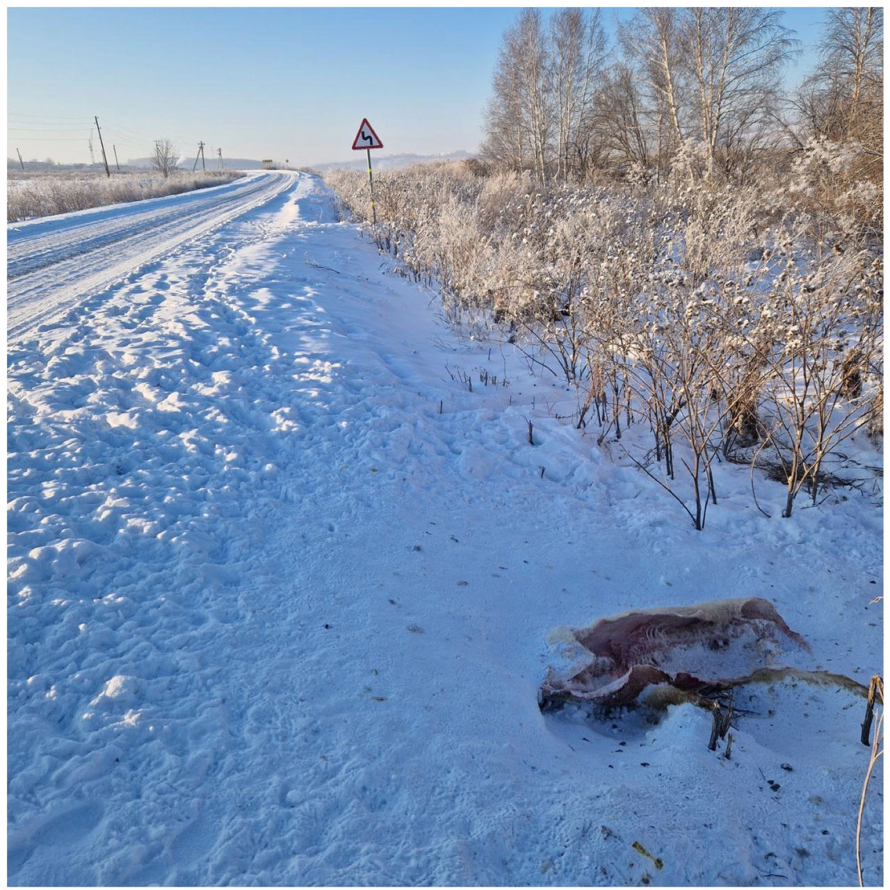 Туша свиньи дорога