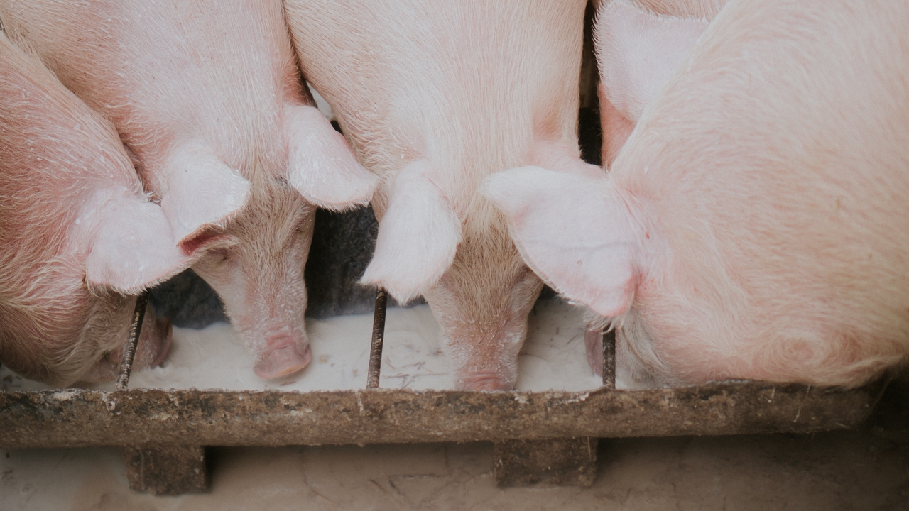 Из-за вспышки чумы в крае уничтожат 3500 свиней