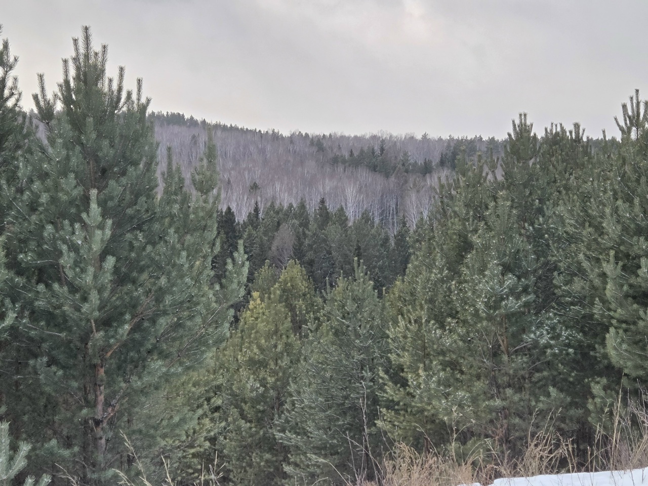 Лес хвойный зимой