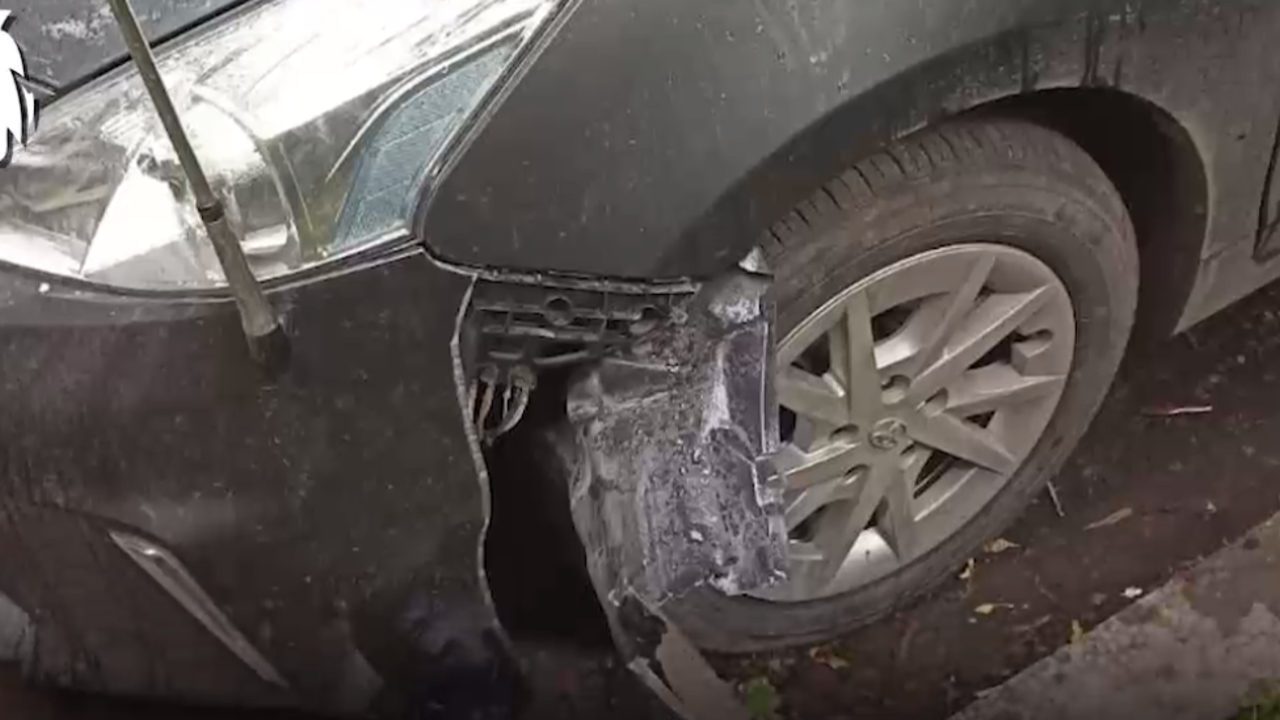 Собаки погрызли семь машин на Волгоградской