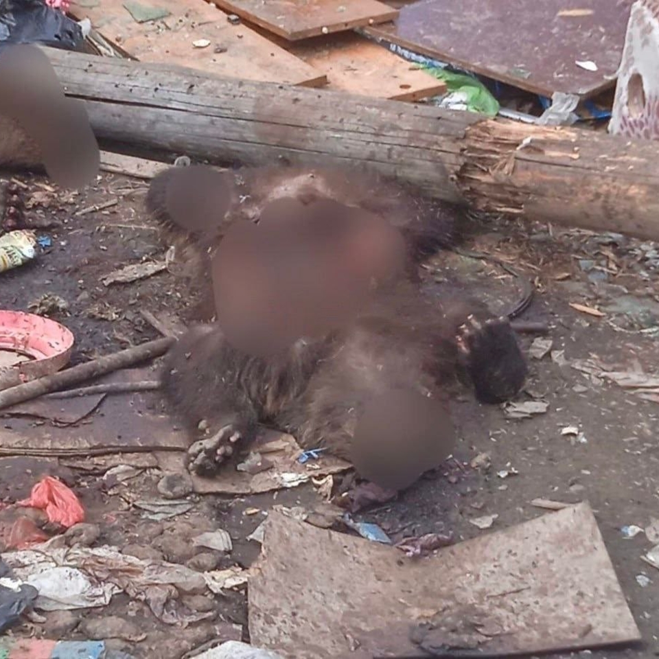 На свалке в Мотыгино обнаружили тела двух медвежат